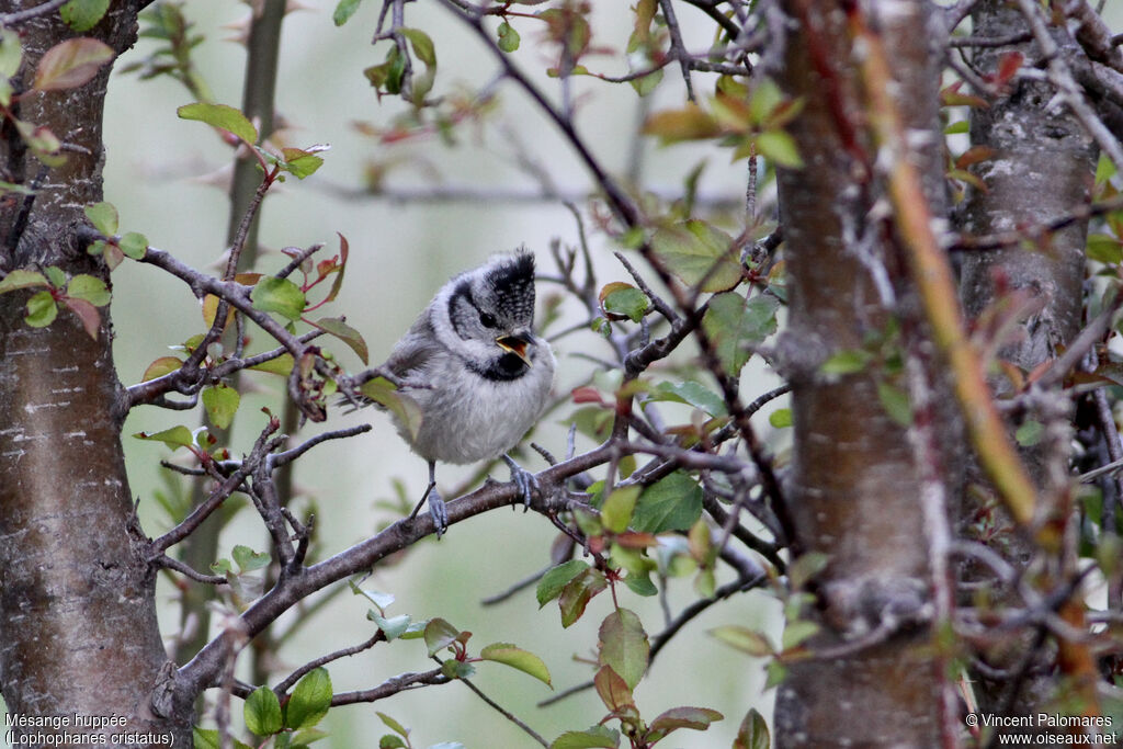 Mésange huppéejuvénile