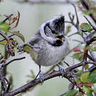 Mésange huppée
