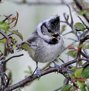 Mésange huppée