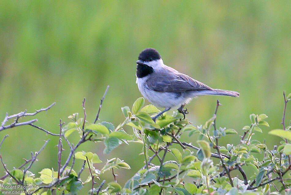 Mésange lugubre, identification