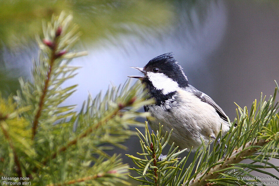 Mésange noire