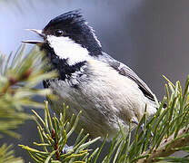 Coal Tit