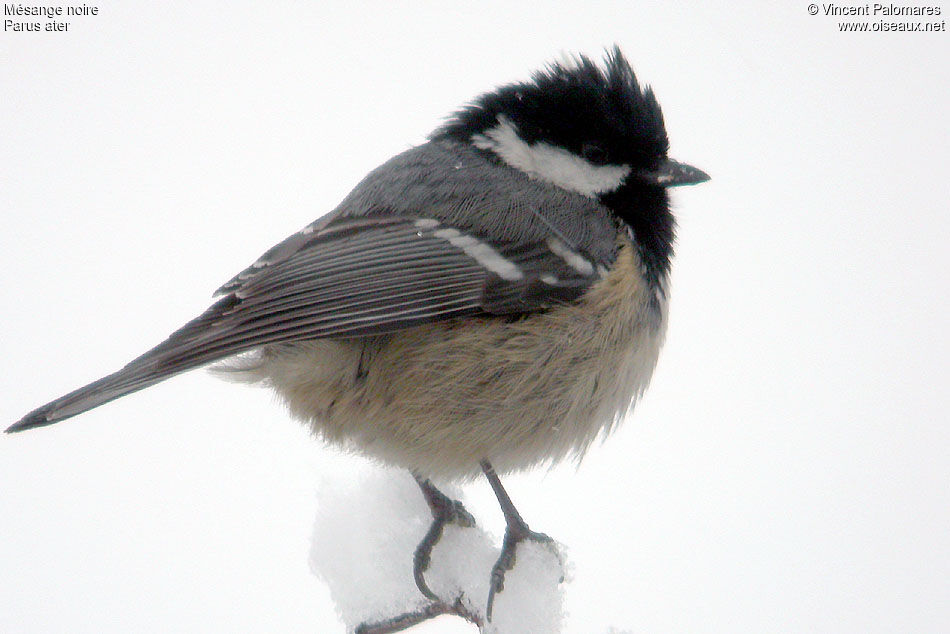 Coal Tit