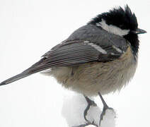 Coal Tit