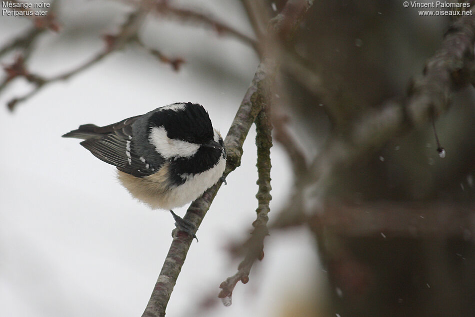 Coal Tit