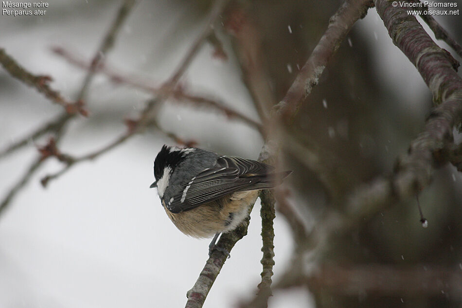 Coal Tit