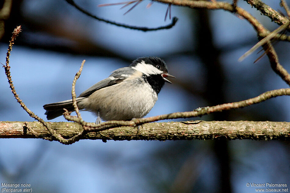 Mésange noire