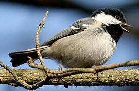 Coal Tit