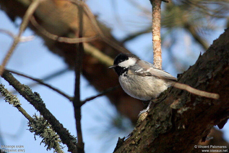 Coal Tit