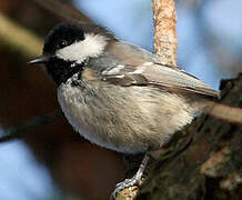 Coal Tit