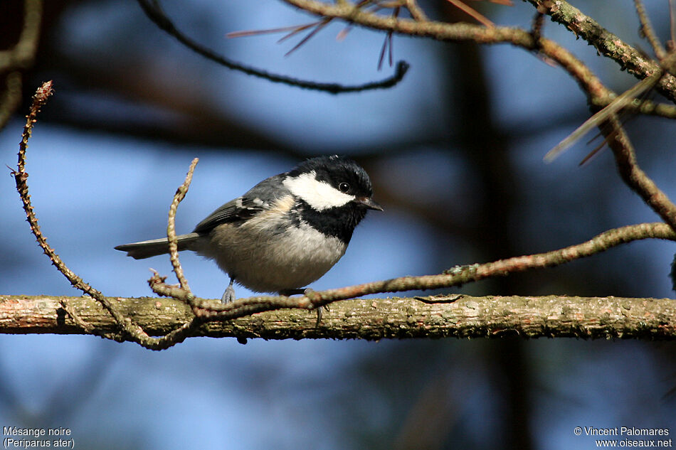 Coal Tit