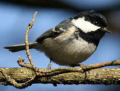 Coal Tit