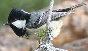 Coal Tit