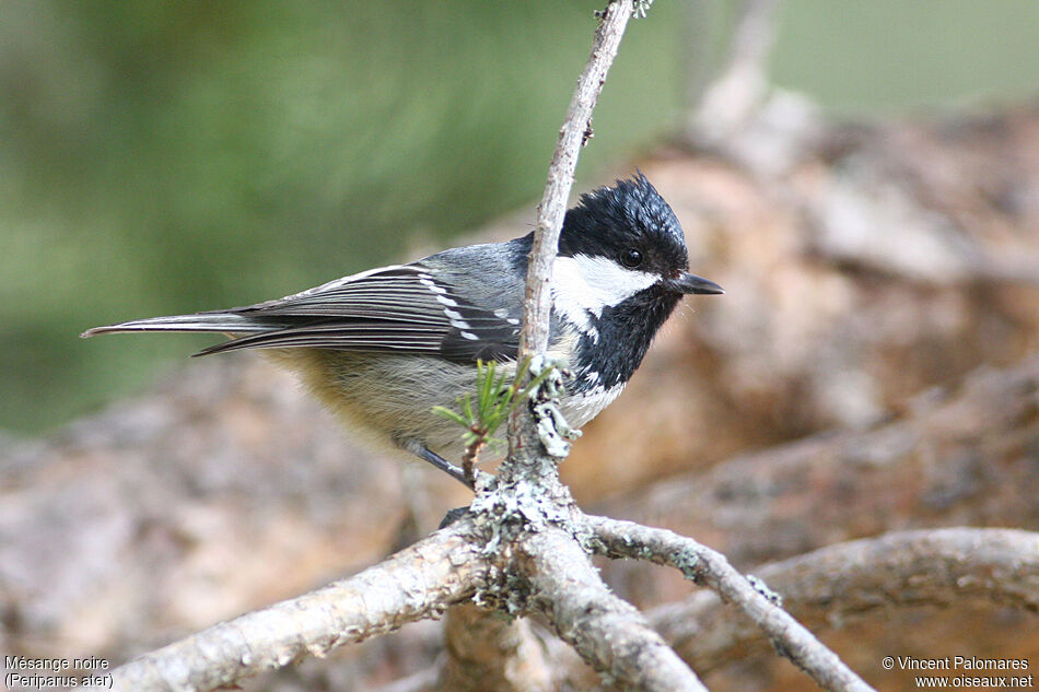 Coal Tit