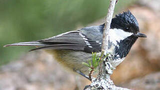 Coal Tit