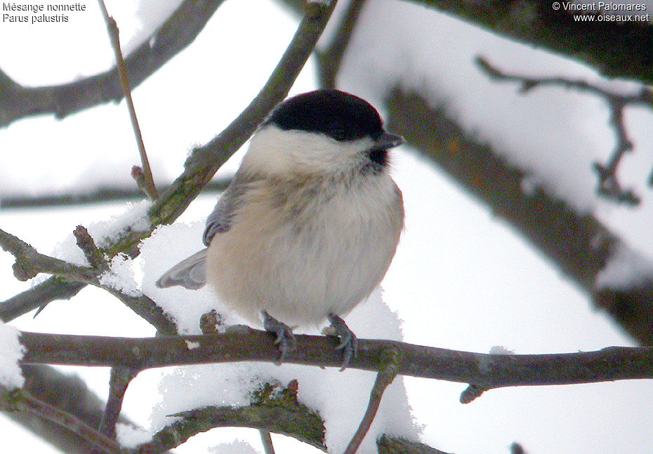 Marsh Tit