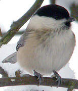 Marsh Tit