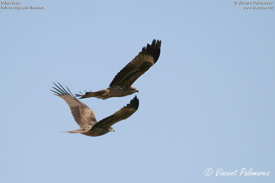 Black Kite (lineatus)