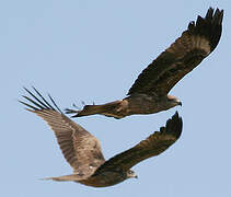 Black Kite (lineatus)