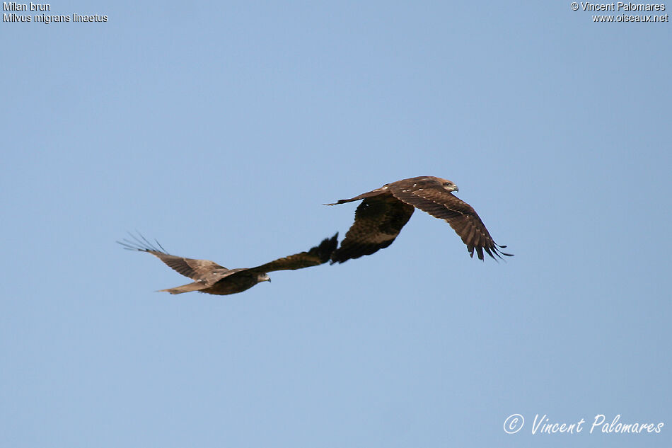 Black Kite (lineatus)