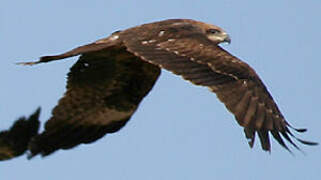 Black Kite (lineatus)