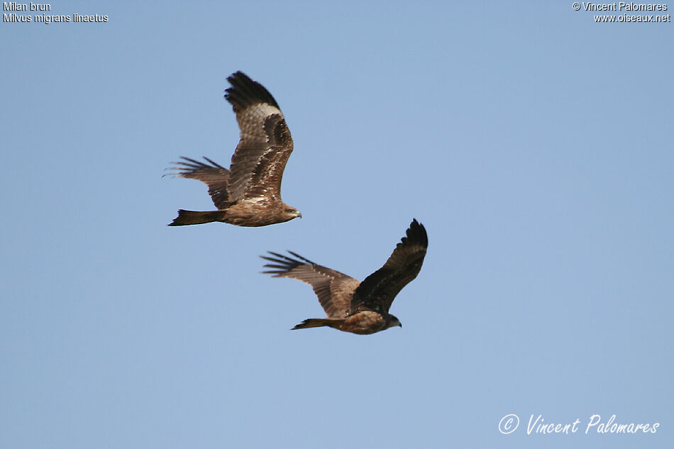 Black Kite (lineatus)