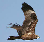 Black Kite (lineatus)