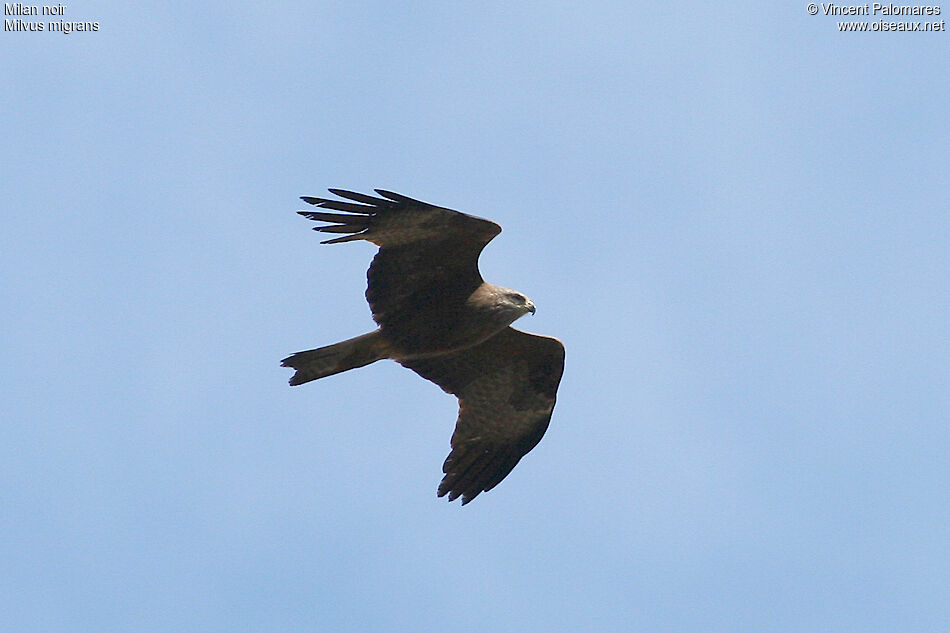 Black Kite