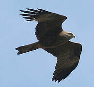 Black Kite