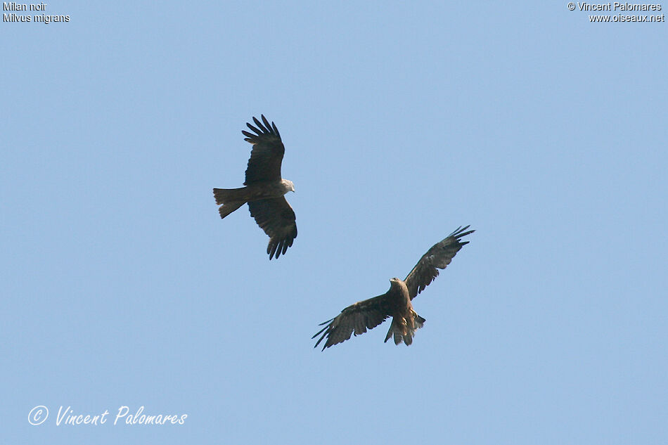 Black Kite