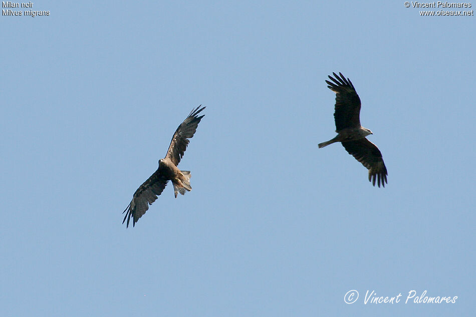 Black Kite