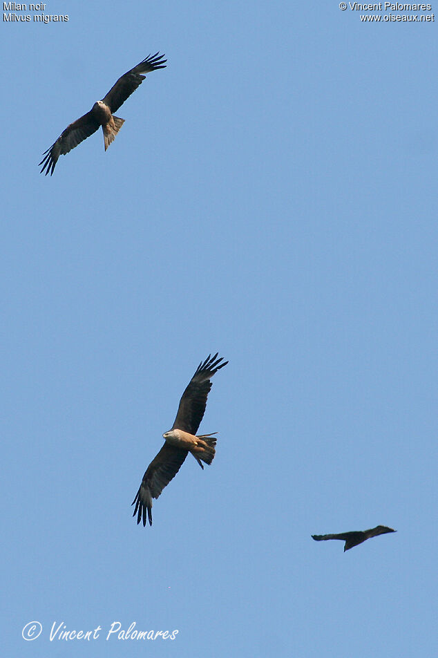 Black Kite