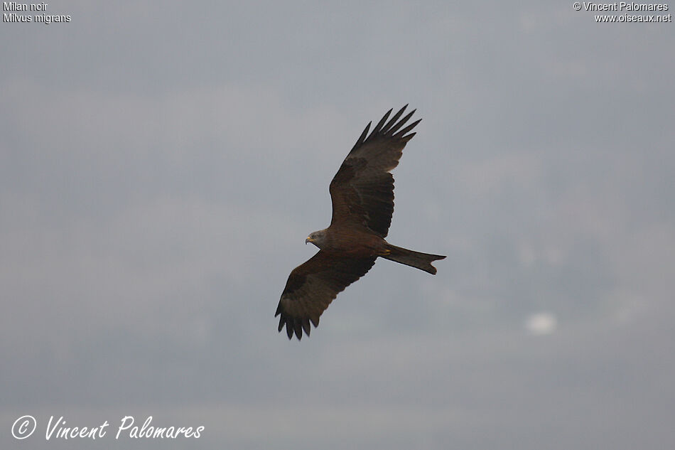 Black Kite