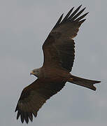 Black Kite