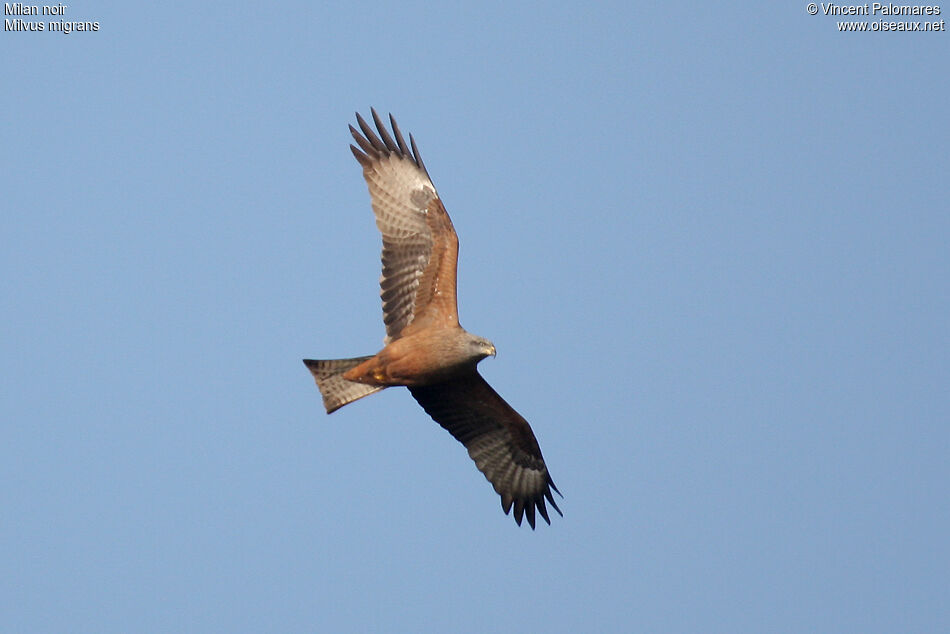 Black Kite