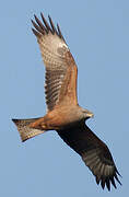 Black Kite