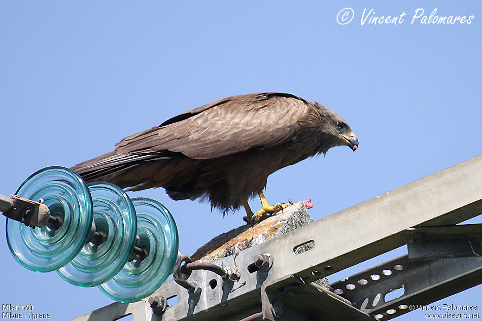 Black Kite