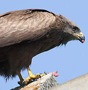 Black Kite