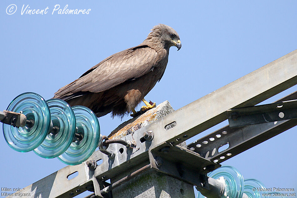 Black Kite