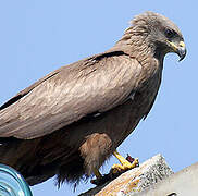 Black Kite