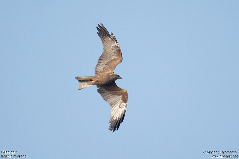 Black Kite