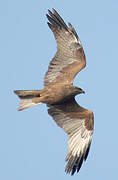 Black Kite