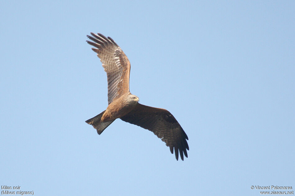 Black Kite