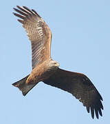 Black Kite