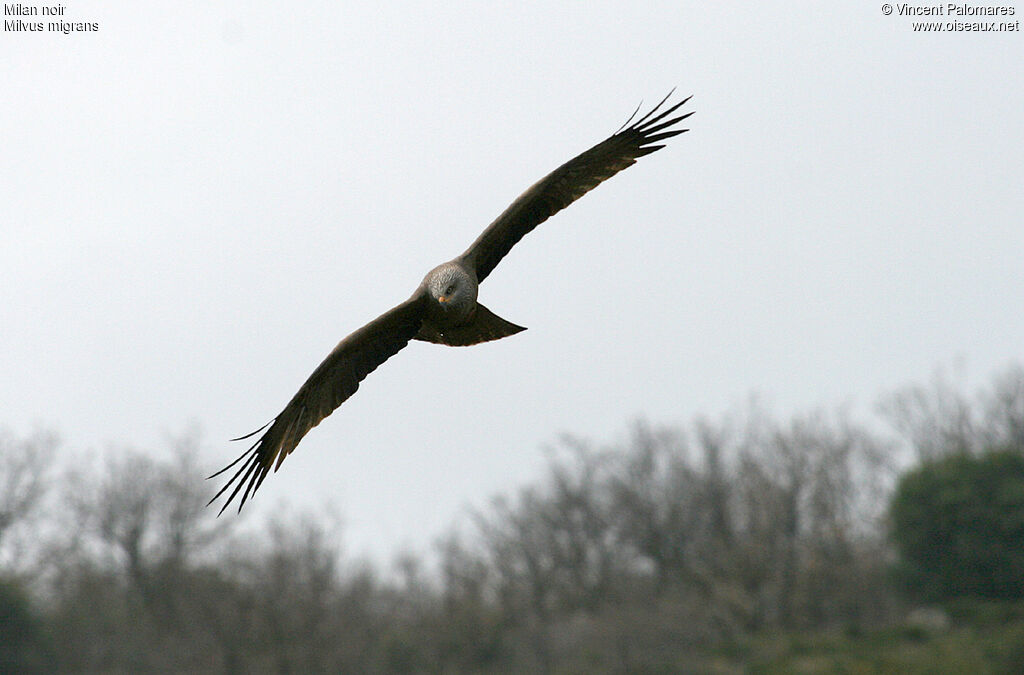 Black Kite