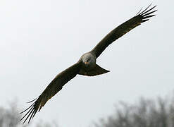 Black Kite