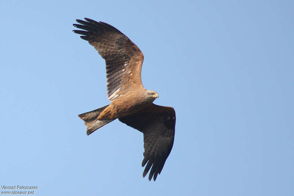 Black Kiteadult, Flight