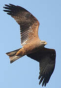 Black Kite