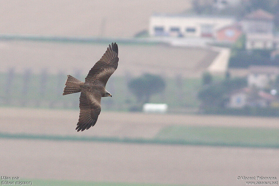 Black Kite