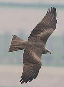 Black Kite